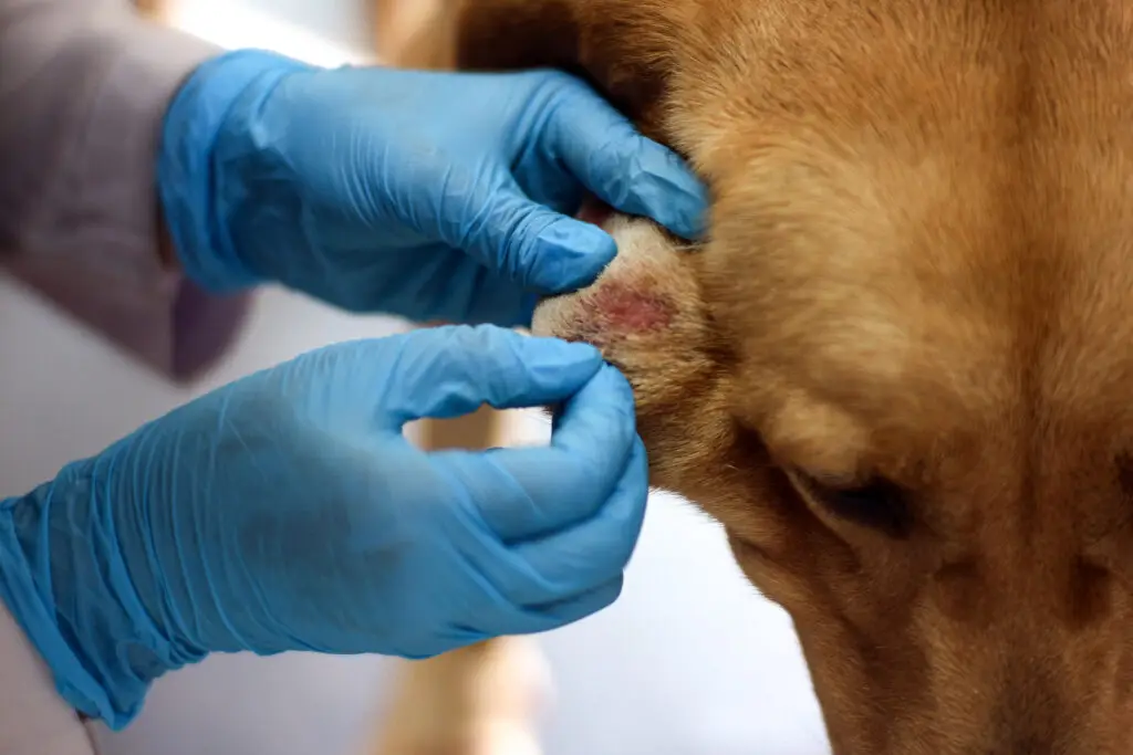 veterinarians observe skin diseases on dogs' ears